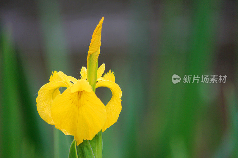 黄鸢尾花(黄旗/水旗)，鸢尾伪菖蒲图像